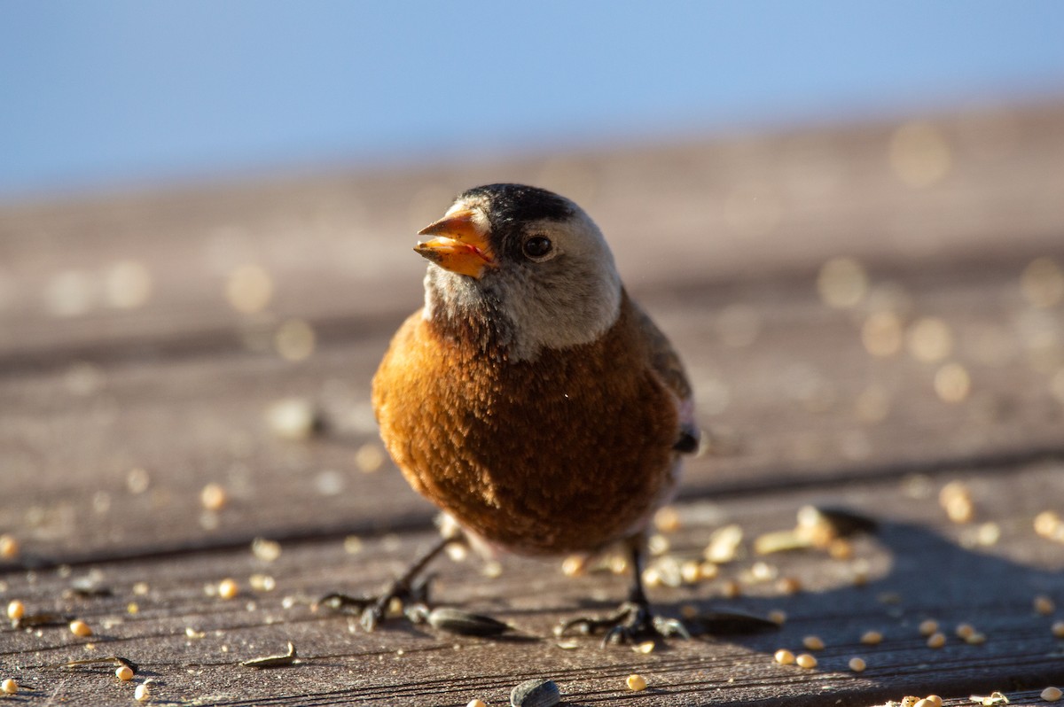 Gray-crowned Rosy-Finch (Hepburn's) - ML615525652