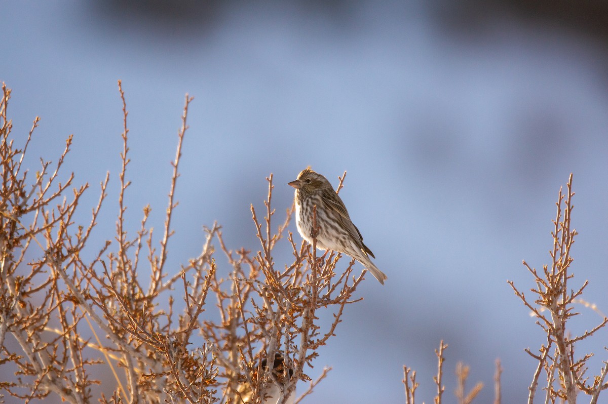 Cassin's Finch - Joe Tuvell