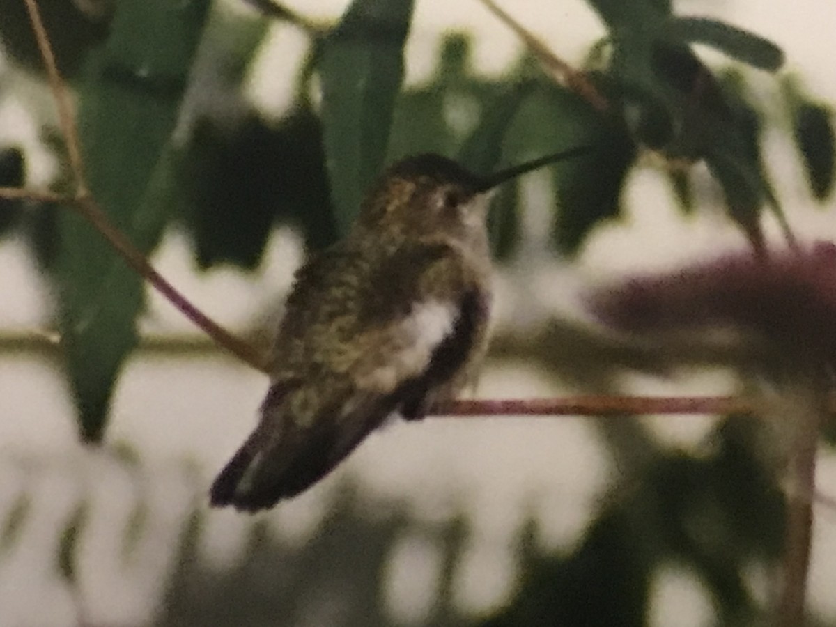 Black-chinned Hummingbird - Jason Horn