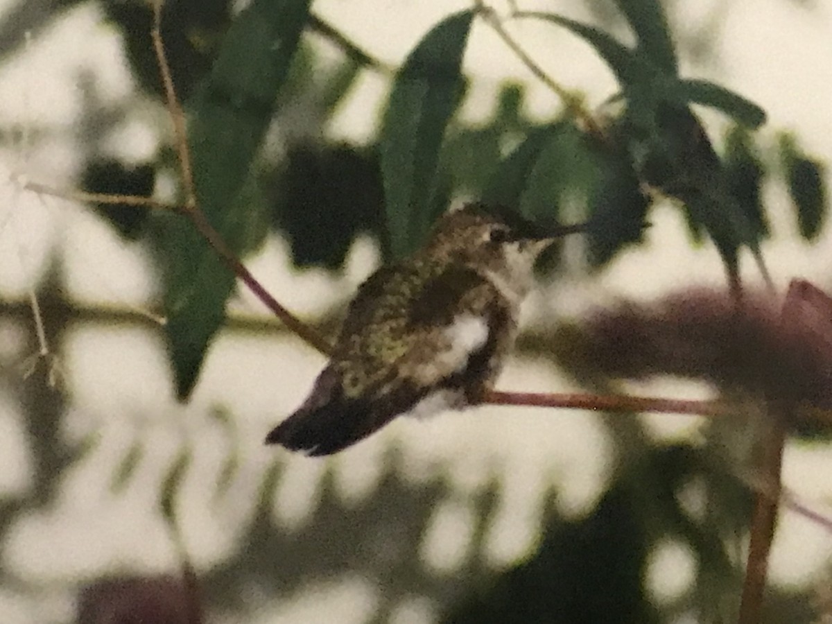 Black-chinned Hummingbird - ML615525728