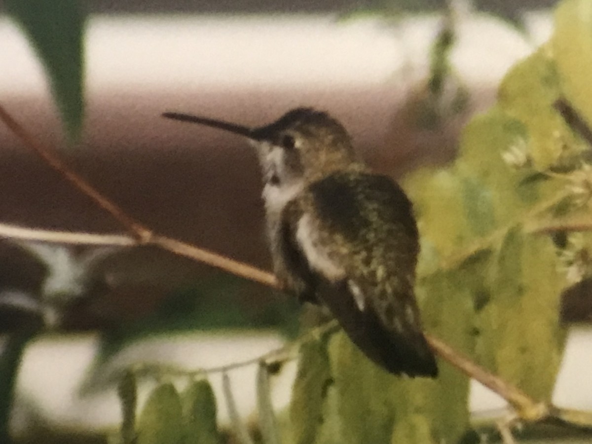Black-chinned Hummingbird - Jason Horn