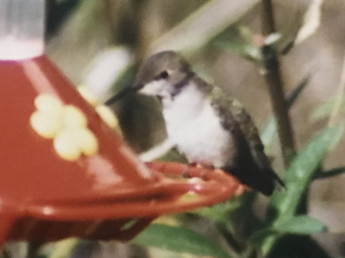 Black-chinned Hummingbird - ML615525730