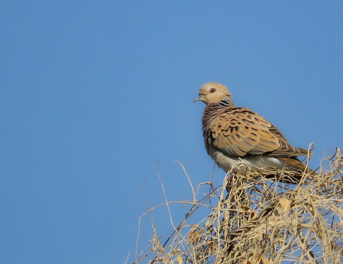 European Turtle-Dove - Ismael Khalifa