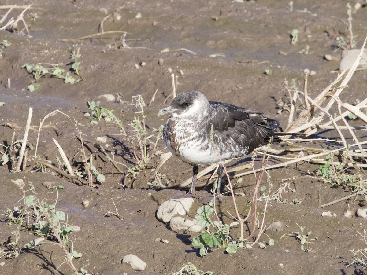 Pomarine Jaeger - Sochetra Ly