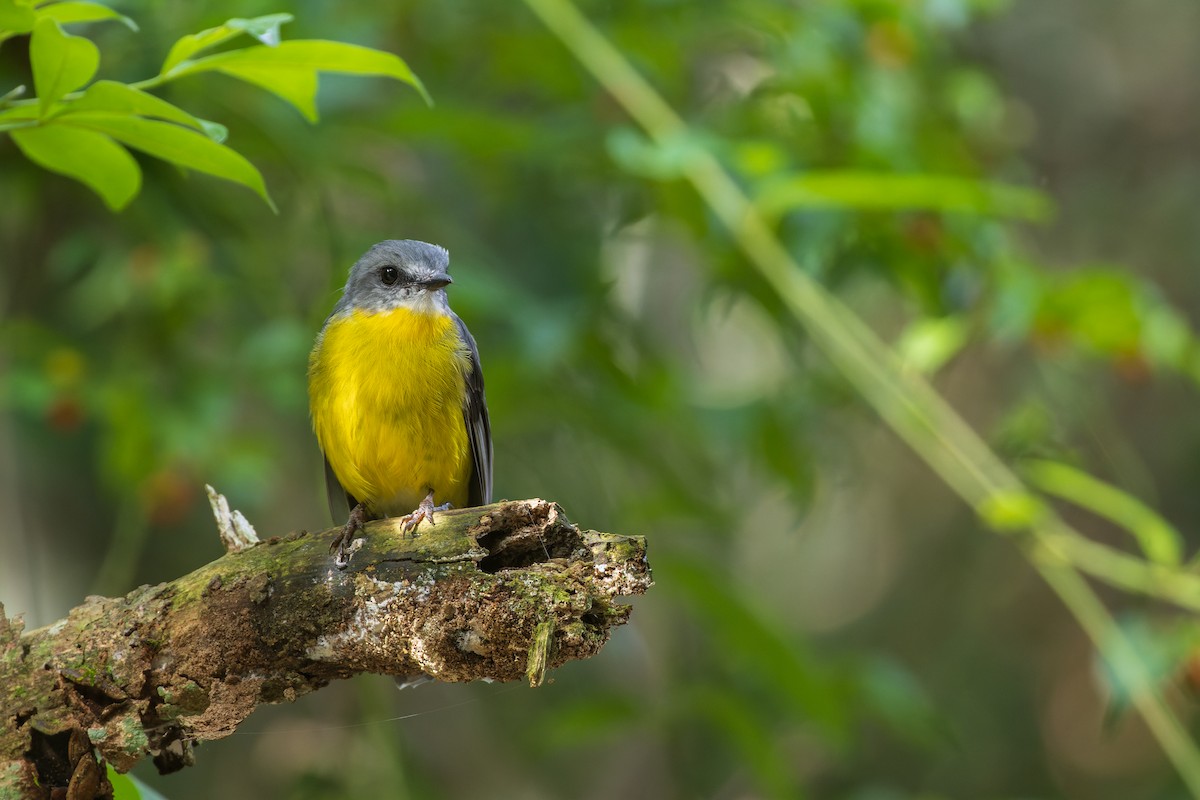 Eastern Yellow Robin - ML615525779