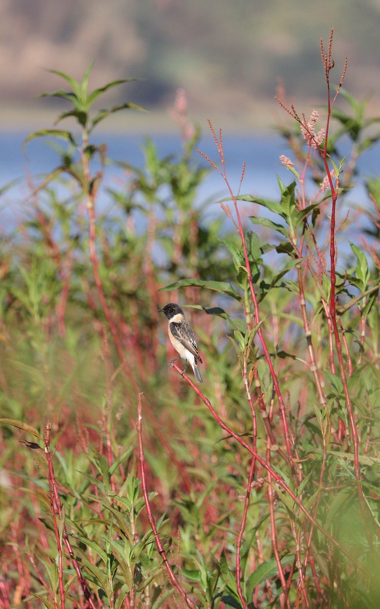 Siberian Stonechat - ML615525796