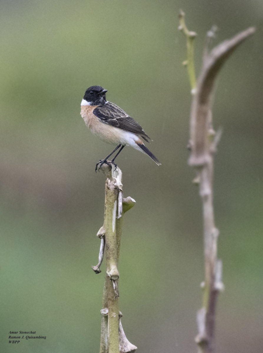 Amur Stonechat - ML615525863