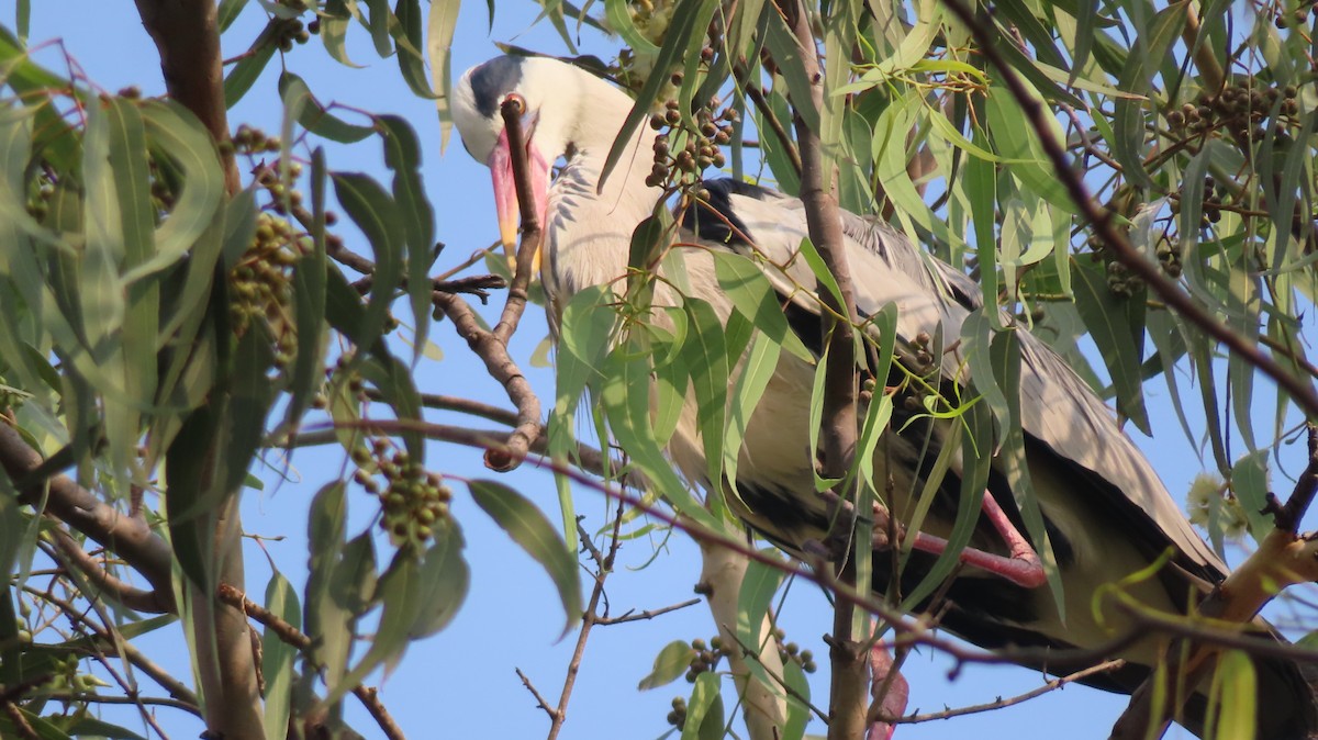 Gray Heron - ML615525882
