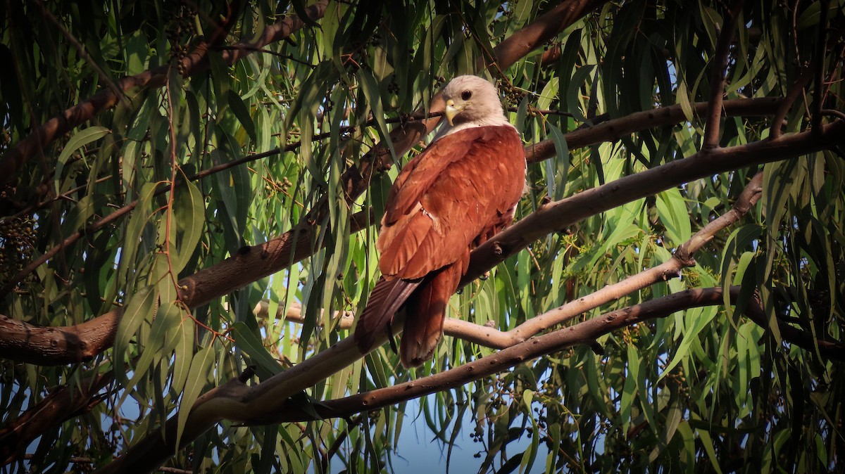 Brahminy Kite - ML615525892