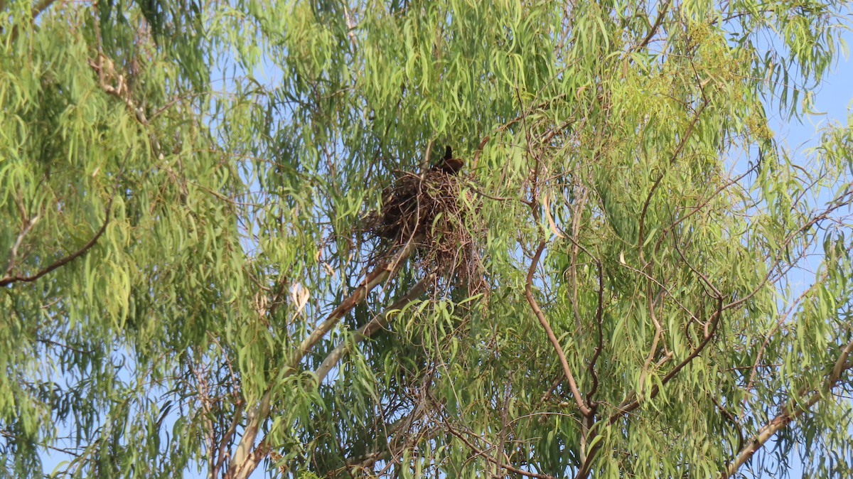 Brahminy Kite - ML615525894