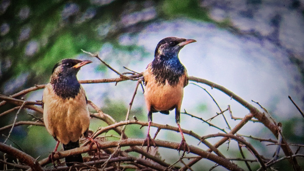 Rosy Starling - ML615525913