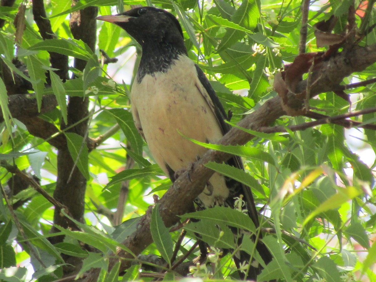 Rosy Starling - ML615525914