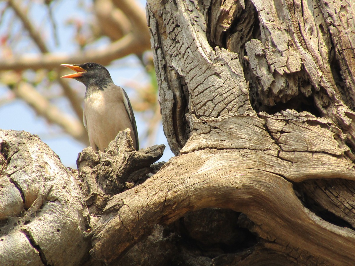 Rosy Starling - ML615525915