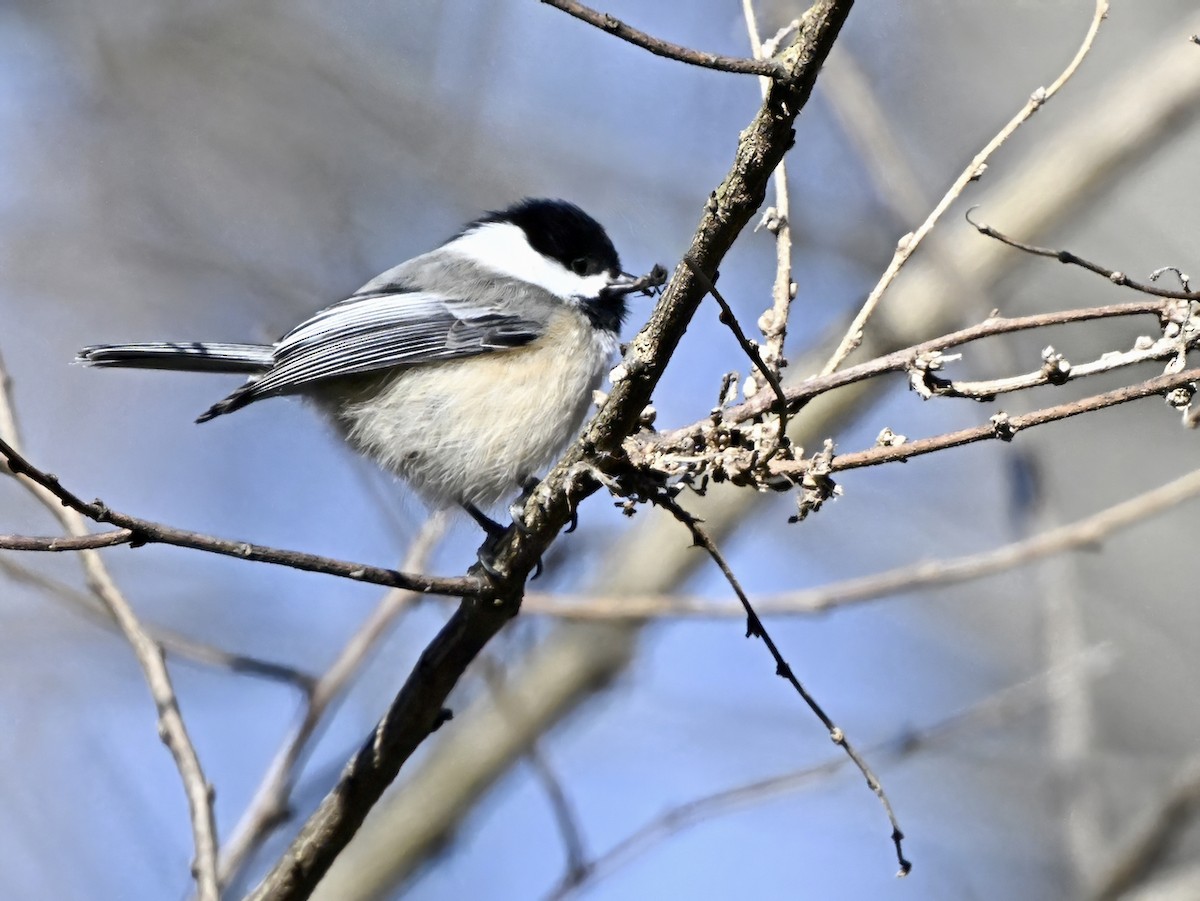 Black-capped Chickadee - ML615525947