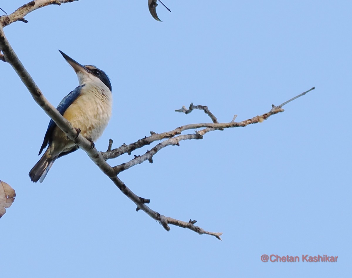 Sacred Kingfisher - ML615526047