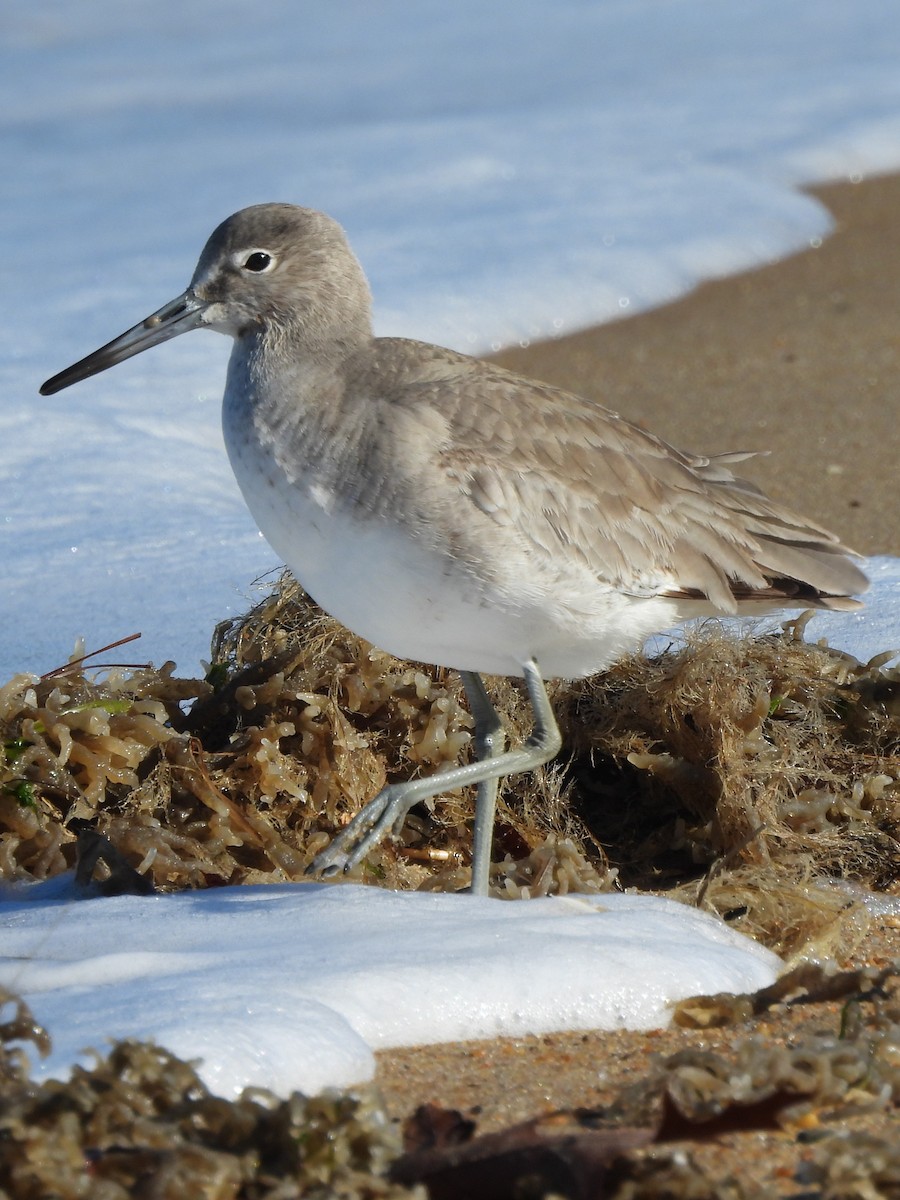 Willet - ML615526050