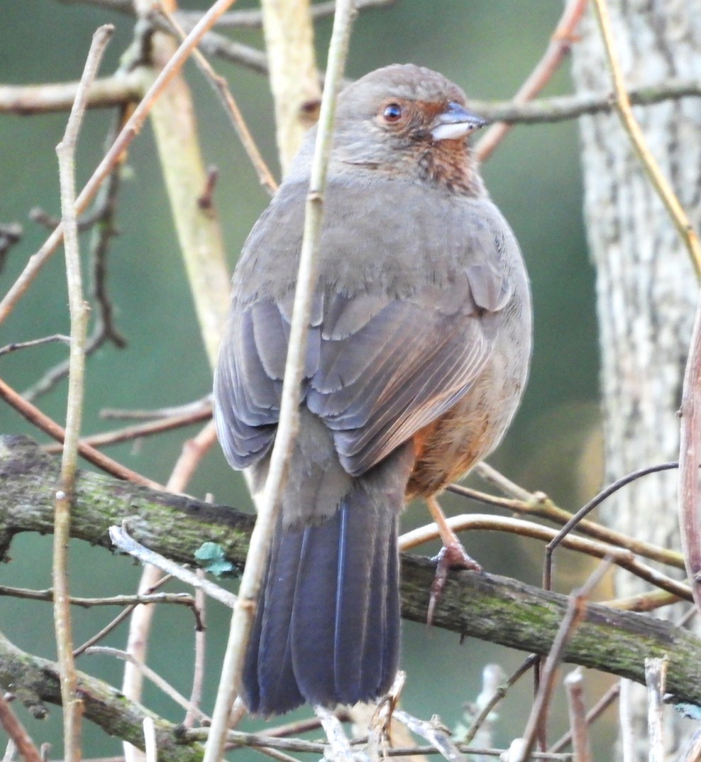 California Towhee - Salvadora Morales