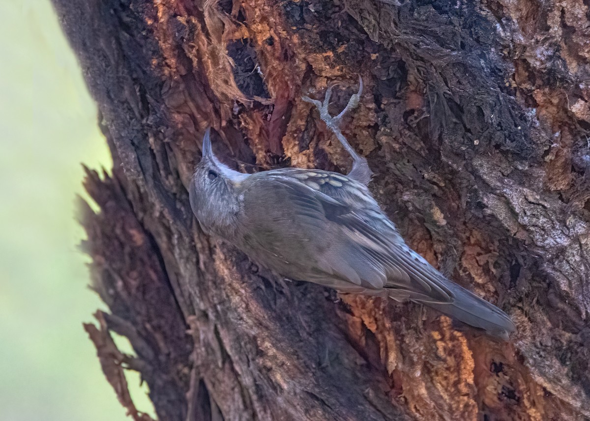 White-throated Treecreeper - ML615526162