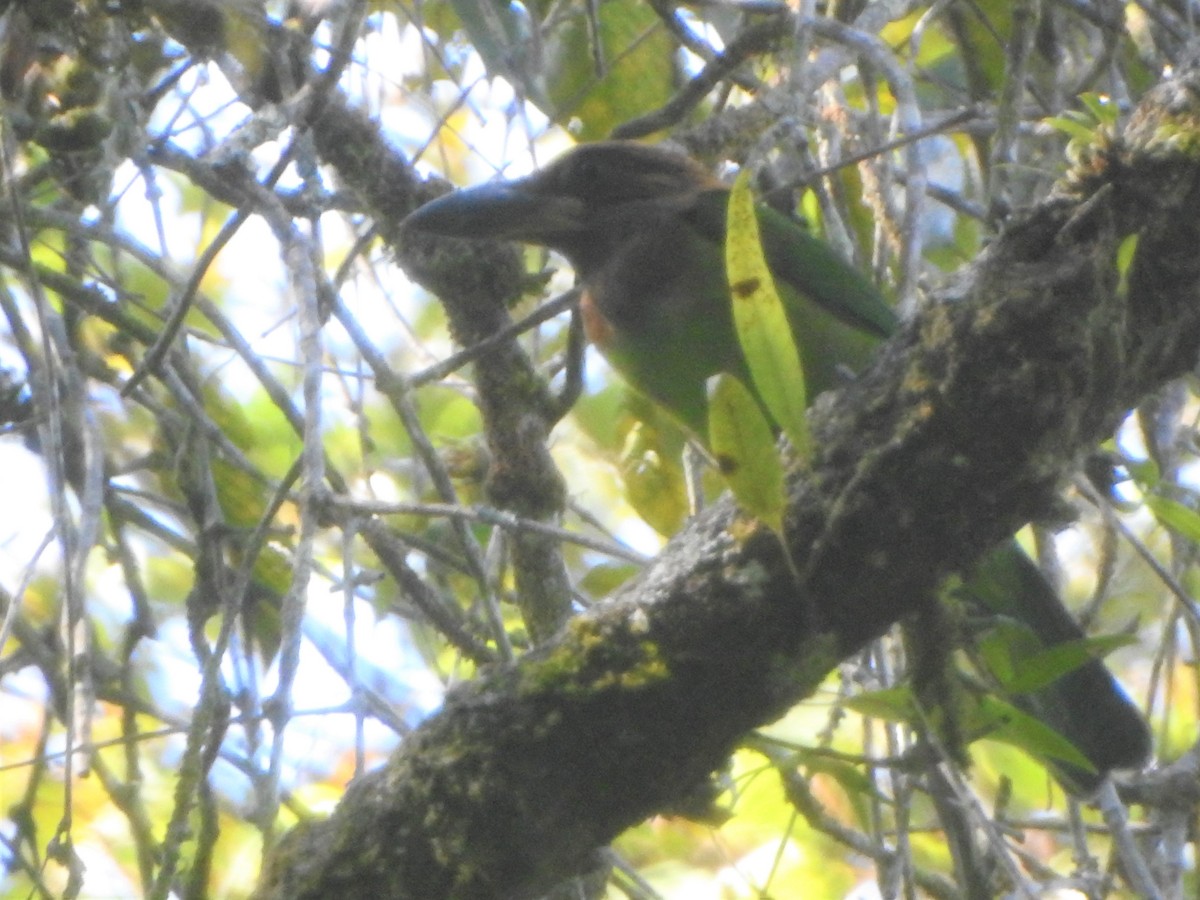 barbet hnědohrdlý - ML615526226