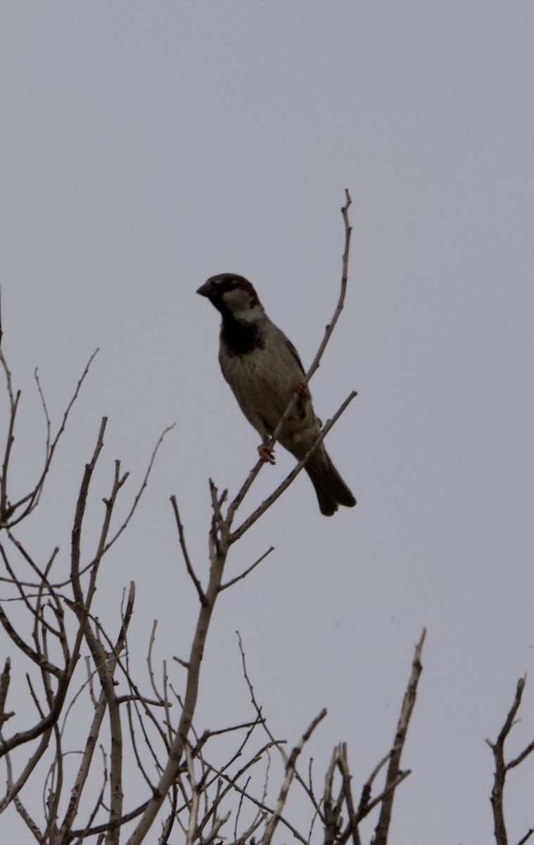 House Sparrow - Yvonne van Netten