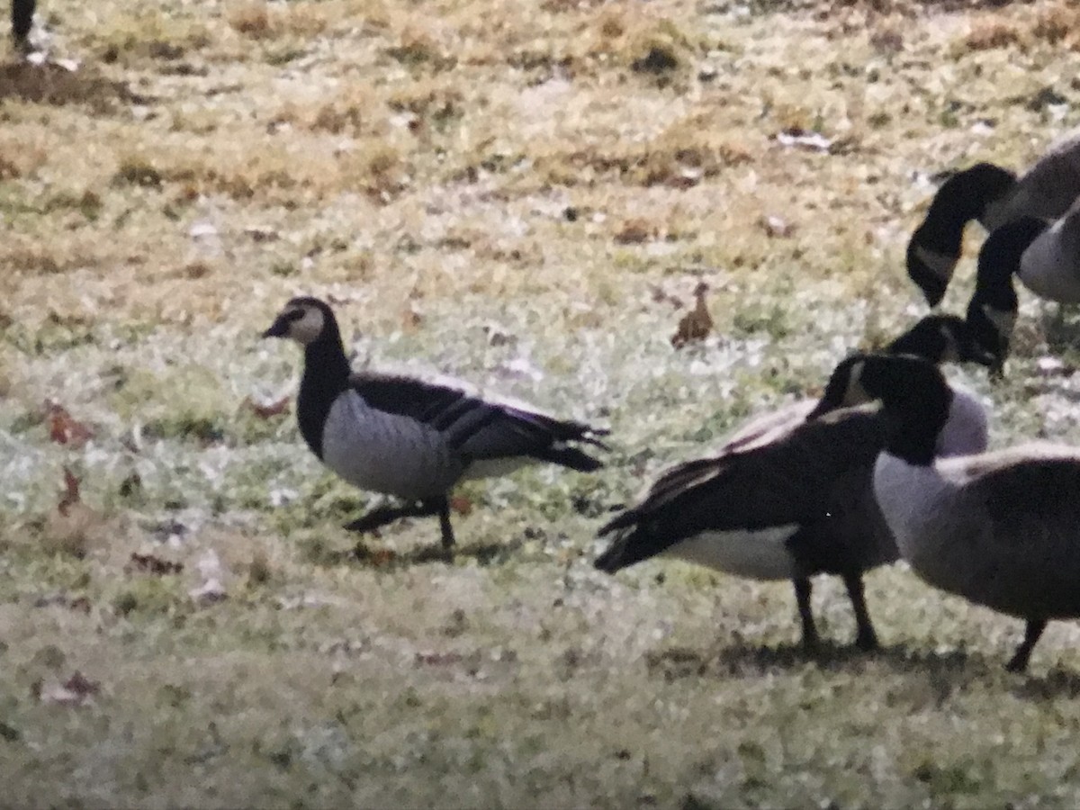 Barnacle Goose - Jason Horn