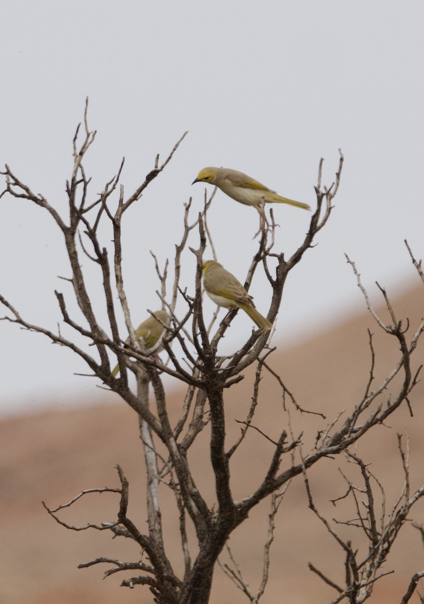 White-plumed Honeyeater - Yvonne van Netten