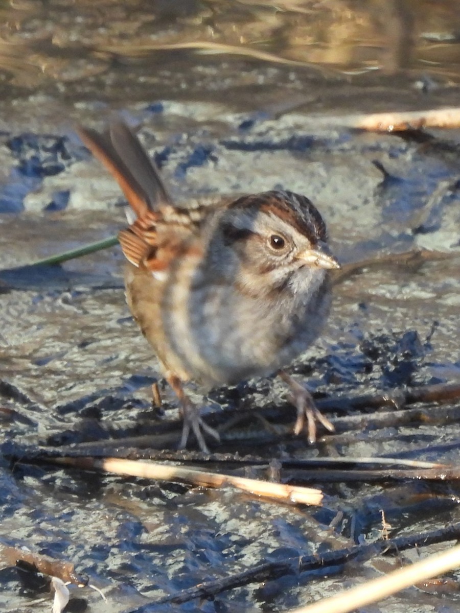 Swamp Sparrow - ML615526305