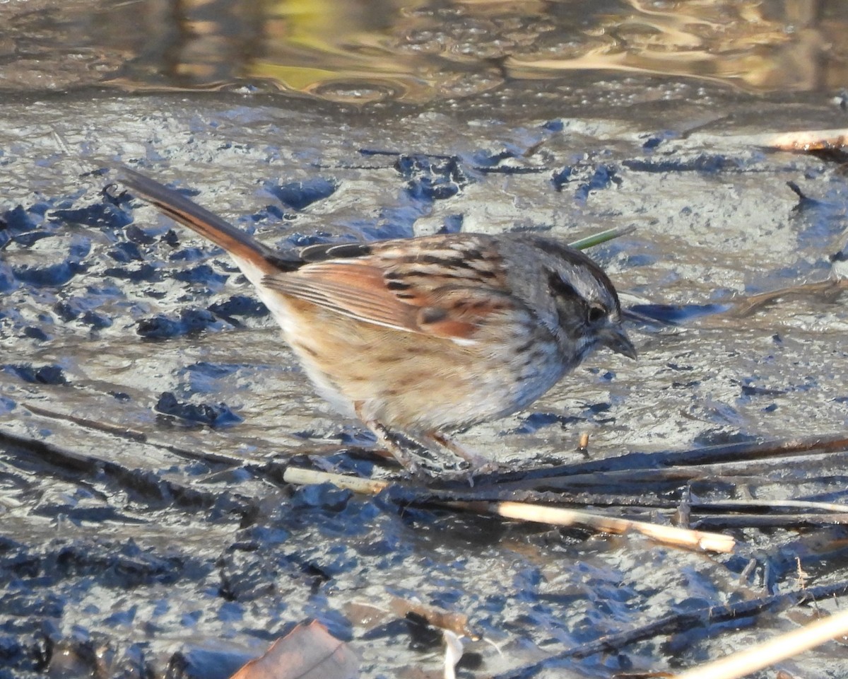 Swamp Sparrow - ML615526306