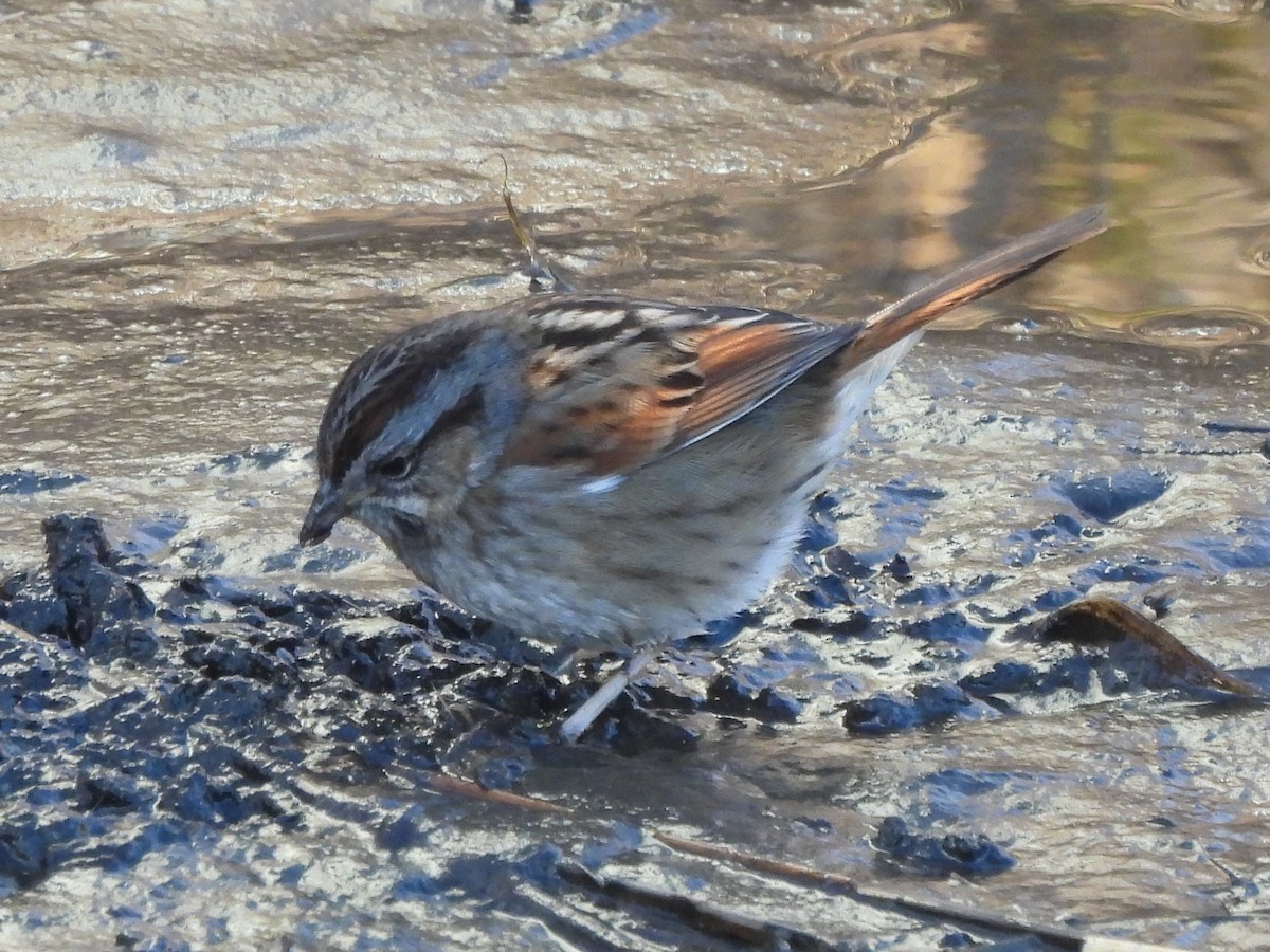 Swamp Sparrow - ML615526307