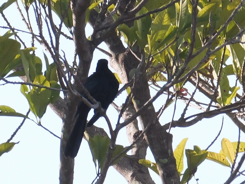 Asian Koel - ML615526323