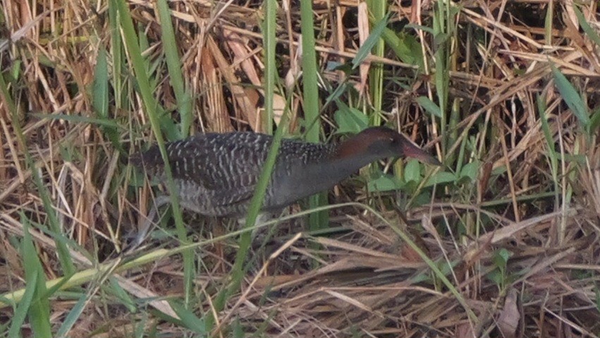 Slaty-breasted Rail - ML615526326
