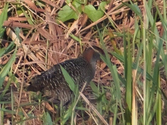 Slaty-breasted Rail - ML615526327