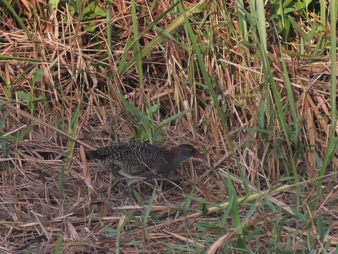 Slaty-breasted Rail - ML615526328