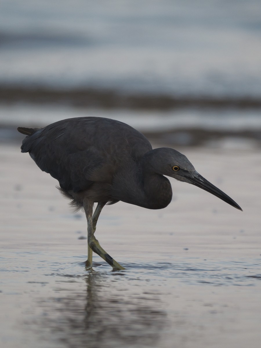 Pacific Reef-Heron - Tom Carley