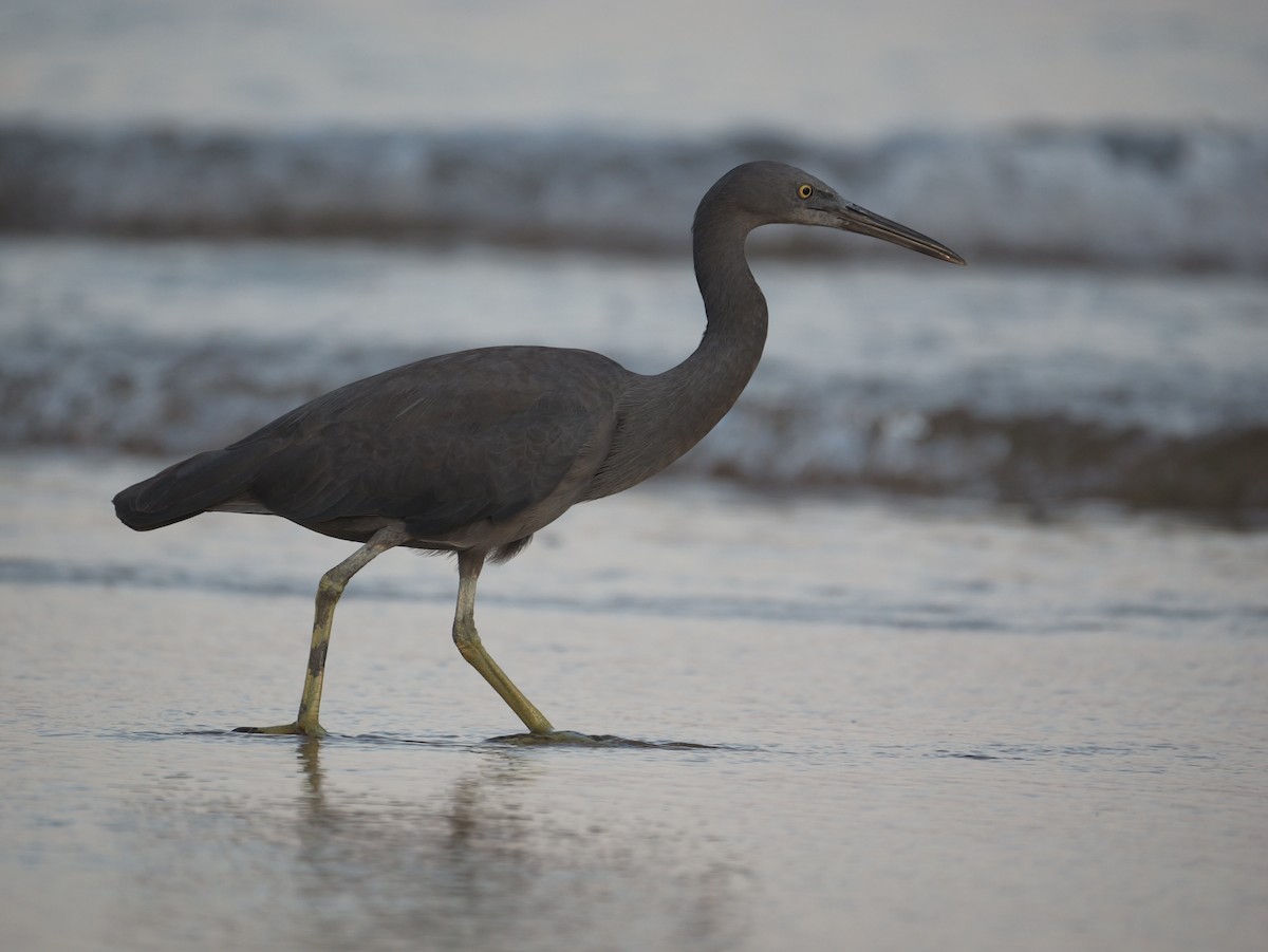 Pacific Reef-Heron - ML615526347