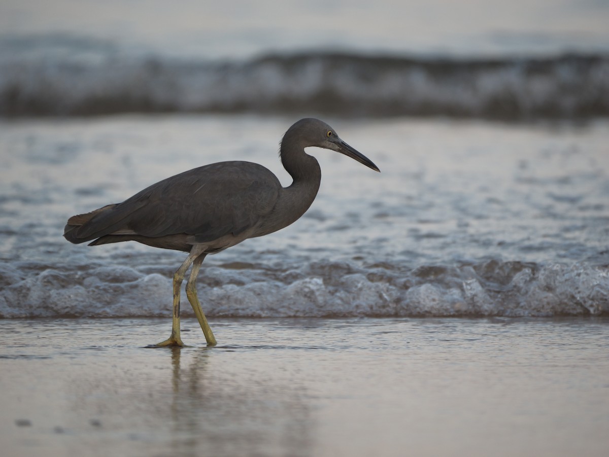 Pacific Reef-Heron - ML615526348