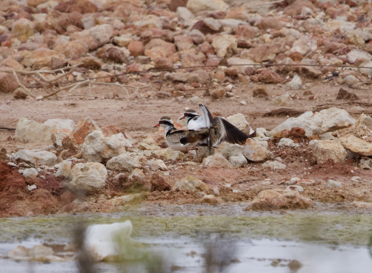 Black-fronted Dotterel - Yvonne van Netten