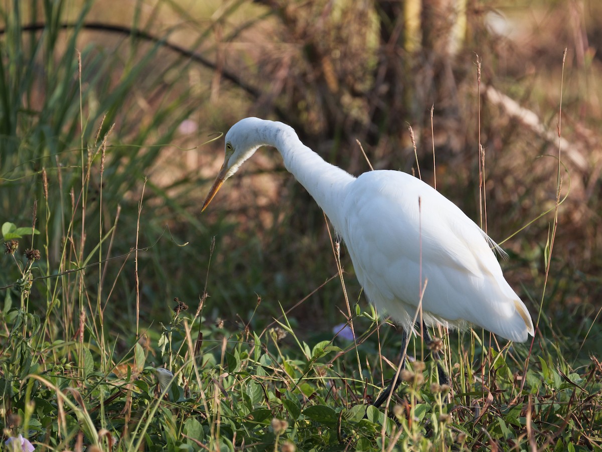 Бэсрэг дэглий - ML615526355