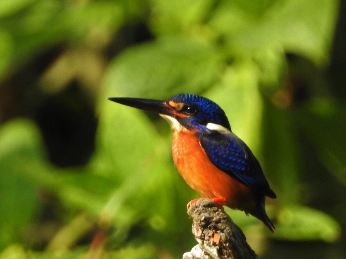 Blue-eared Kingfisher - ML615526356