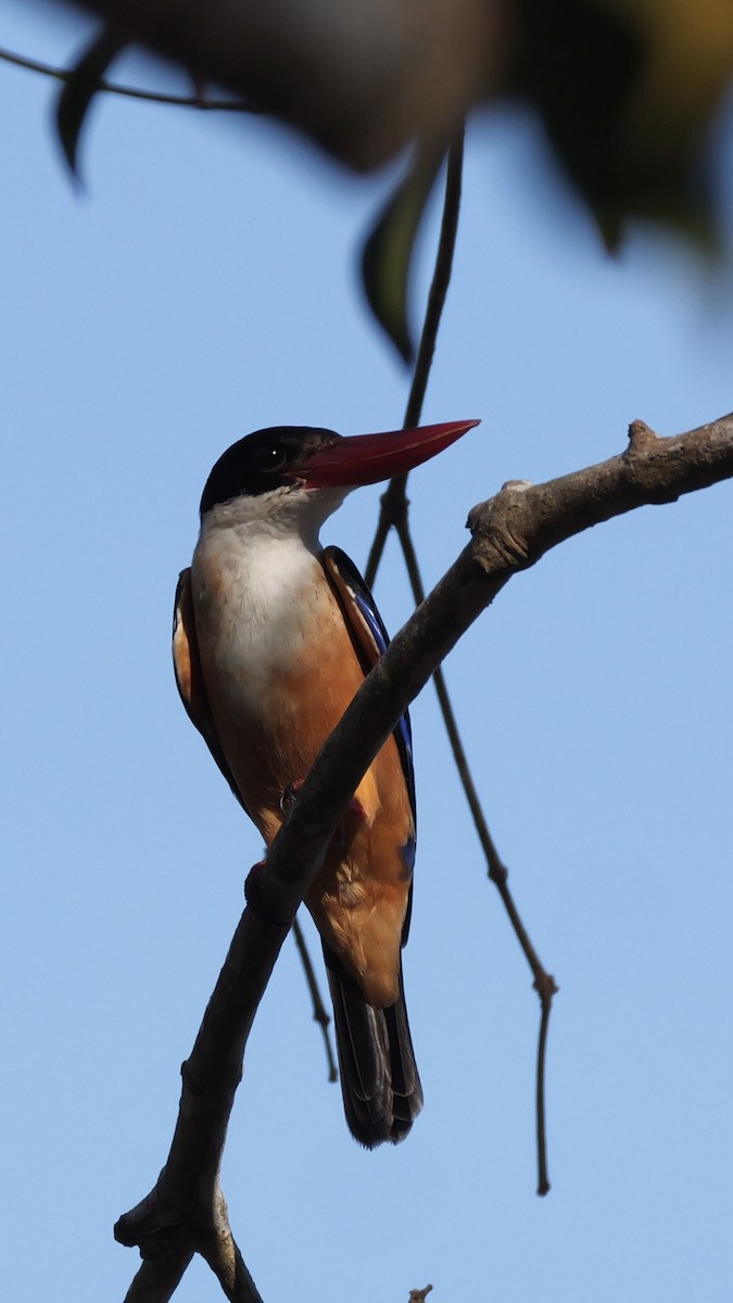 Хар магнайт халуу - ML615526359