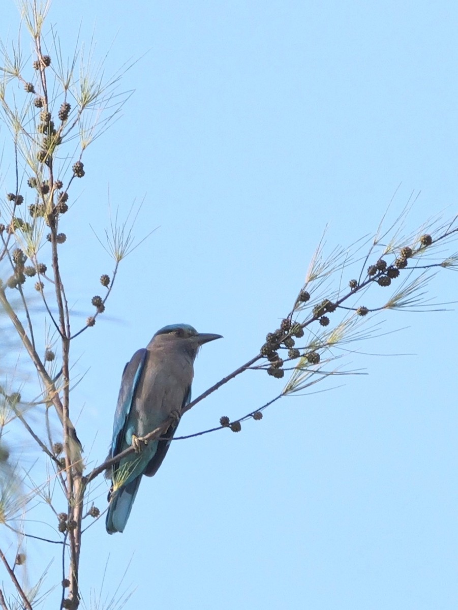 Indochinese Roller - ML615526362