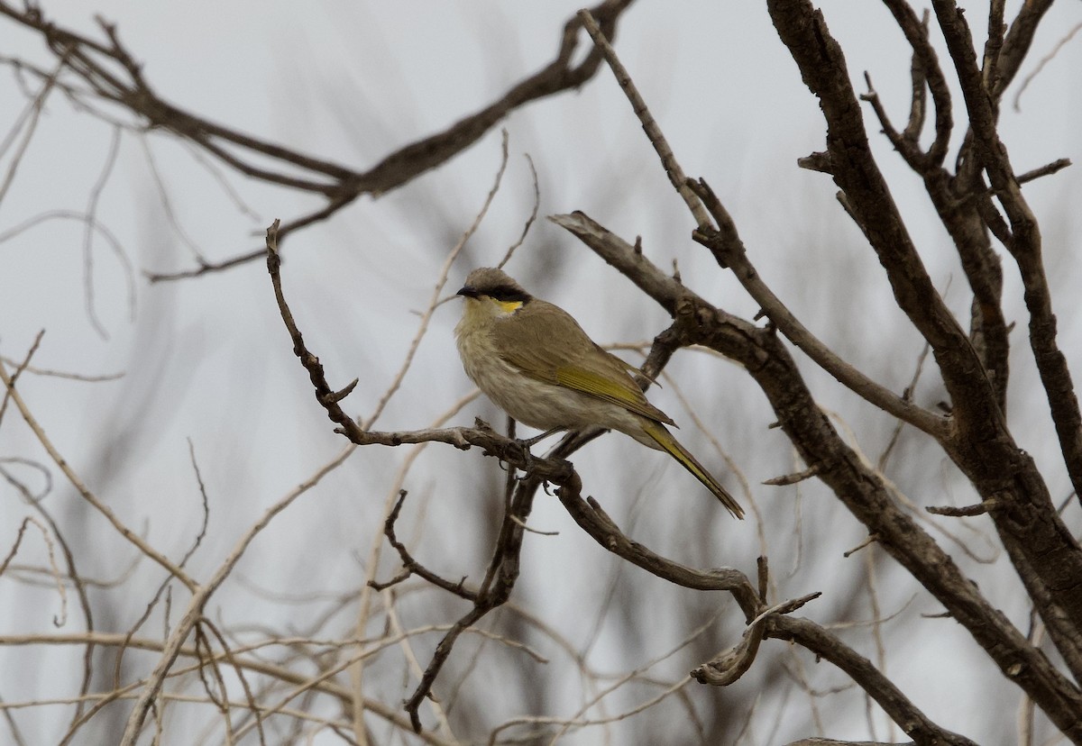 Singing Honeyeater - ML615526363