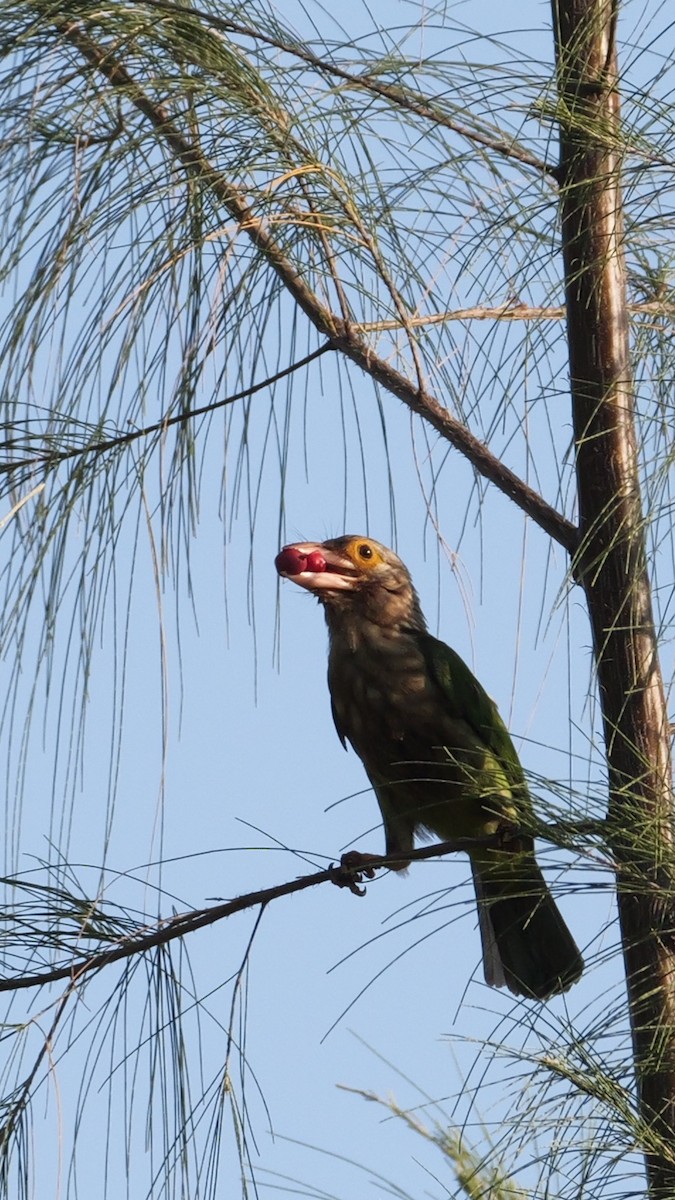 Lineated Barbet - ML615526364