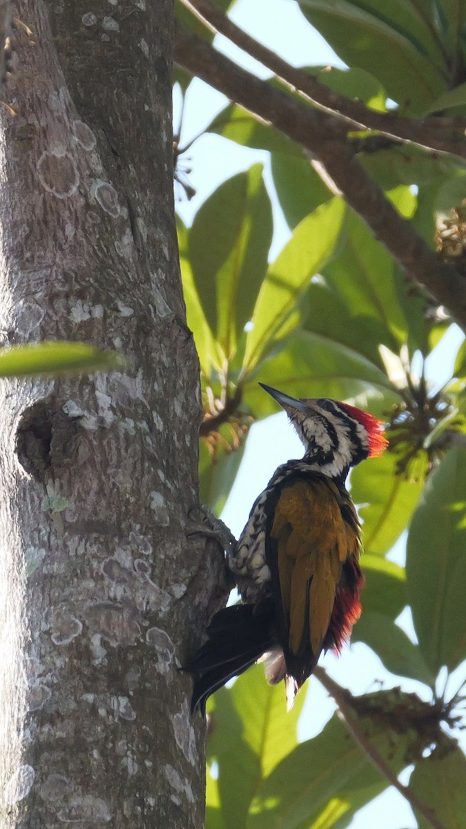 Common Flameback - ML615526366