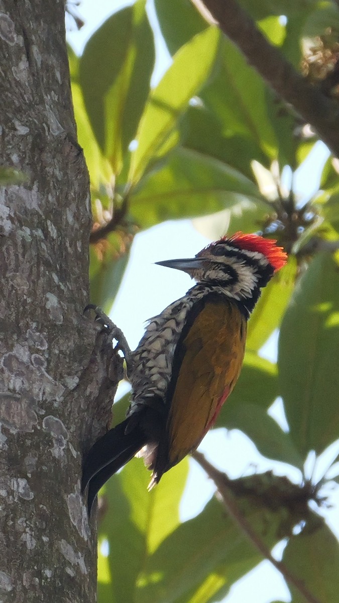 Common Flameback - ML615526367