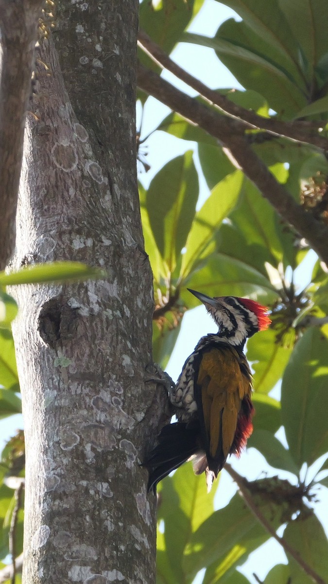 Common Flameback - ML615526368