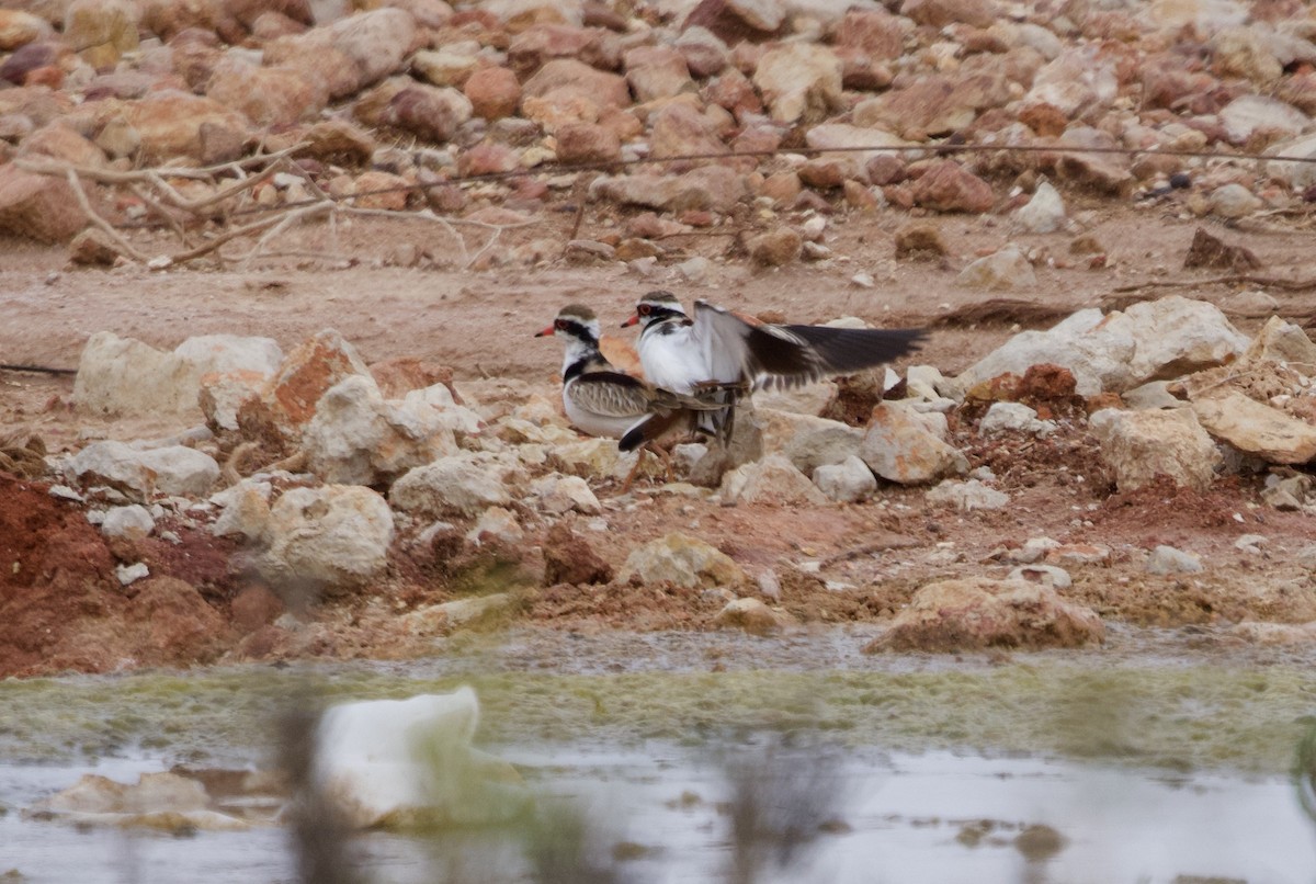 Black-fronted Dotterel - ML615526379