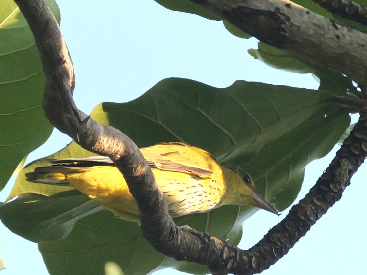 Дорнын шаргач - ML615526380