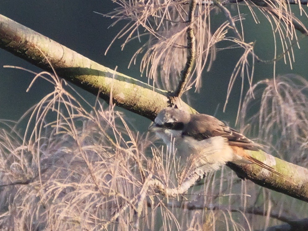 Ухаа дунхай - ML615526391