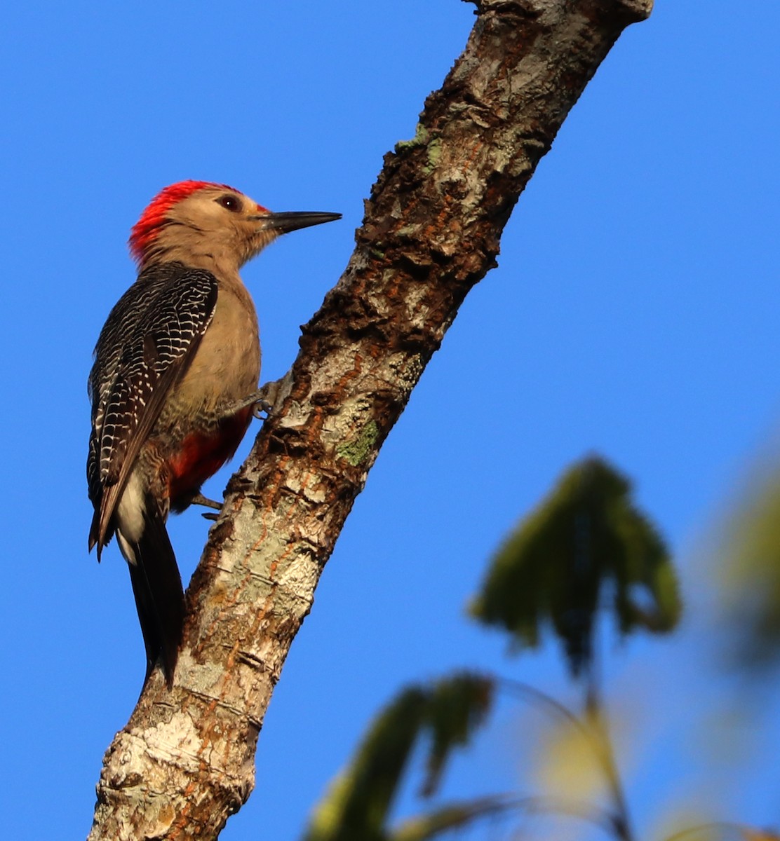 Golden-fronted Woodpecker - ML615526403